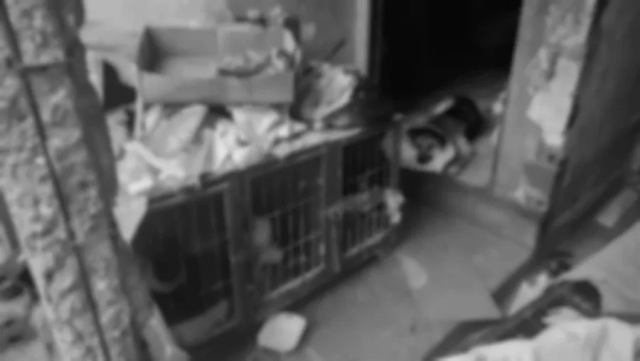 Falsos veterinários são presos por castrações ilegais de animais no Piauí – o que muda hoje