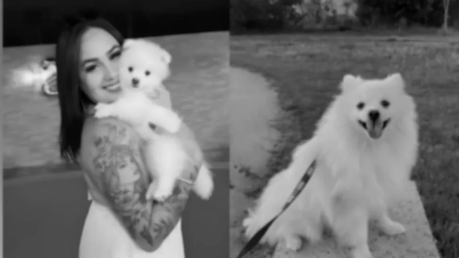 Contexto novo: Homem mata cachorro da ex a facadas após fim do relacionamento – repercutindo amplamente