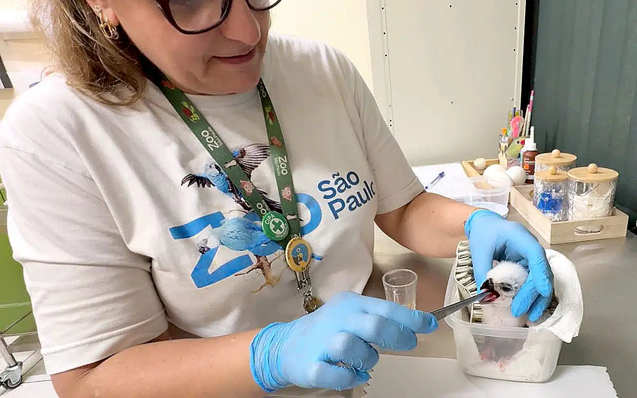 A bióloga Fernanda Guida decidiu intervir e iniciou um procedimento delicado, retirando pequenos pedaços da casca enquanto verificava os vasos sanguíneos