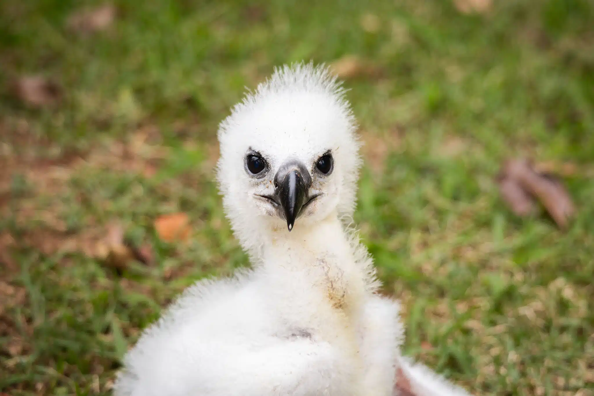 O filhote se desenvolve de forma saudável e tornou-se a quarta harpia reproduzida pelo Zoológico de São Paulo em apenas três anos