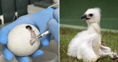 Após três dias tentando romper o próprio ovo e ficando cada vez mais fraco, filhote de harpia recebe ajuda de bióloga no Zoológico de São Paulo e consegue nascer depois de 54 dias de incubação artificial