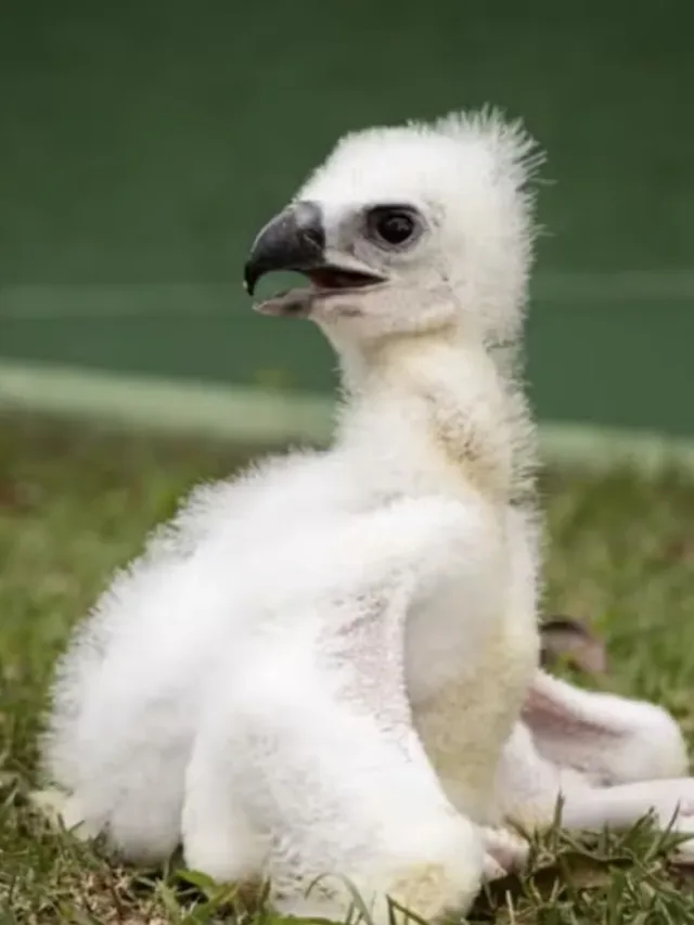 Zoo de São Paulo faz “cesárea” para salvar harpia presa ao ovo