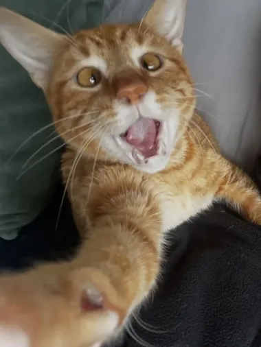 A história do gato devolvido por ser “dependente demais” finalmente tem um final feliz