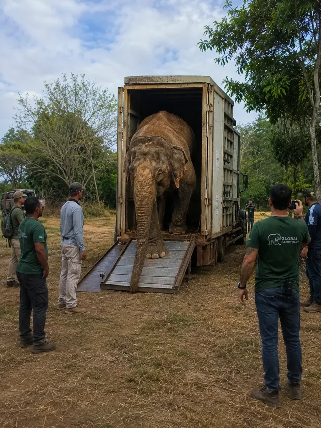 Depois de 40 anos em circos, Elefanta Rana finalmente ganha liberdade