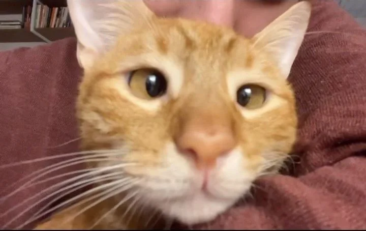 Encontrado doente em uma colônia com cerca de 50 gatos, Leer consegue uma família, é devolvido porque queria atenção demais e encontra um novo tutor disposto a tê-lo sempre por perto