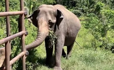 Após quase meio século entre circos e zoológico, elefanta Rana entra em caixa de aço de cinco toneladas, cruza 2.700 km pelo Brasil e encontra no Cerrado espaço para escolher onde caminhar