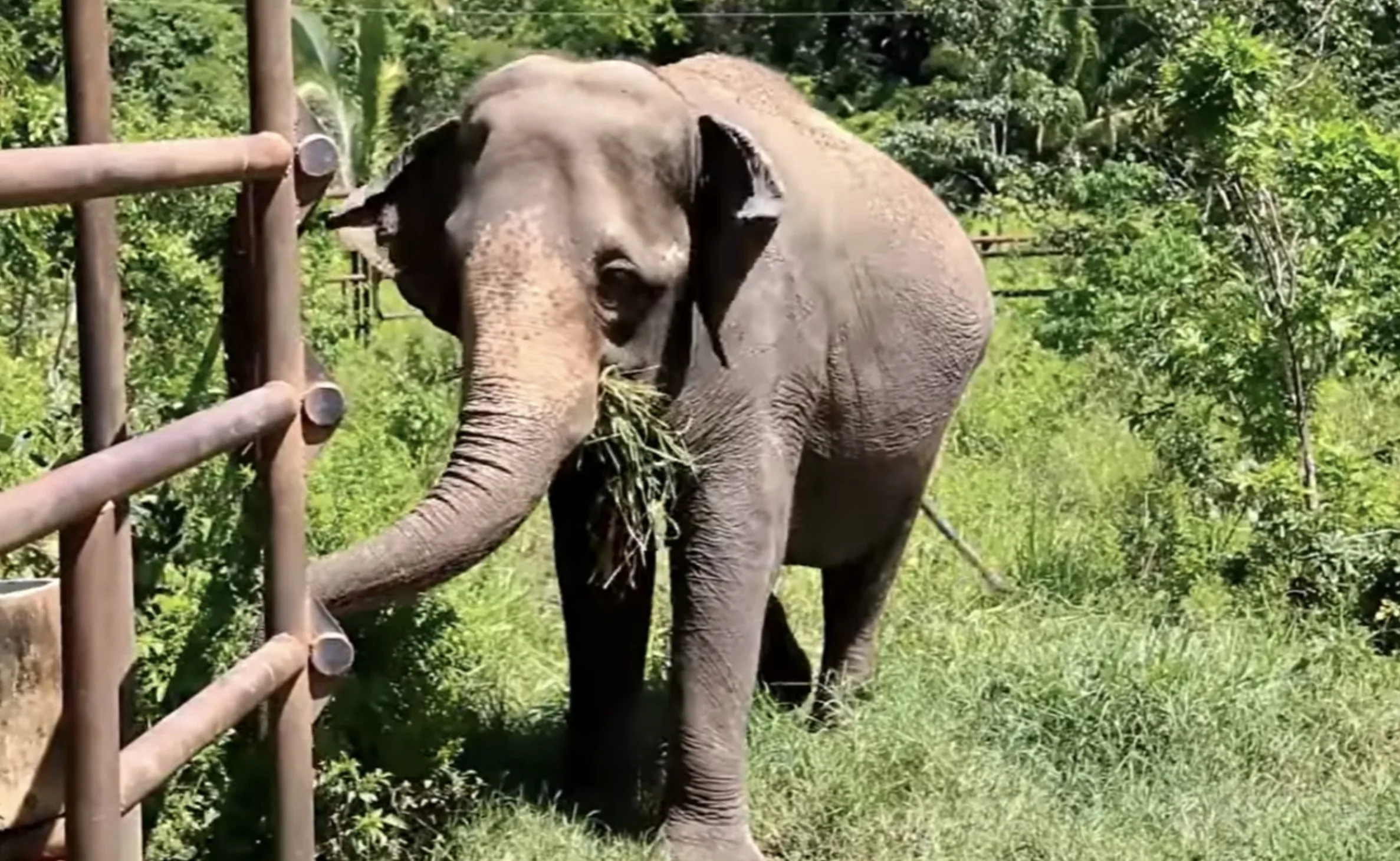 Após quase meio século entre circos e zoológico, elefanta Rana entra em caixa de aço de cinco toneladas, cruza 2.700 km pelo Brasil e encontra no Cerrado espaço para escolher onde caminhar